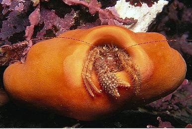 《袋鼠闯天关》重启版正式发售 上市宣传片欣赏